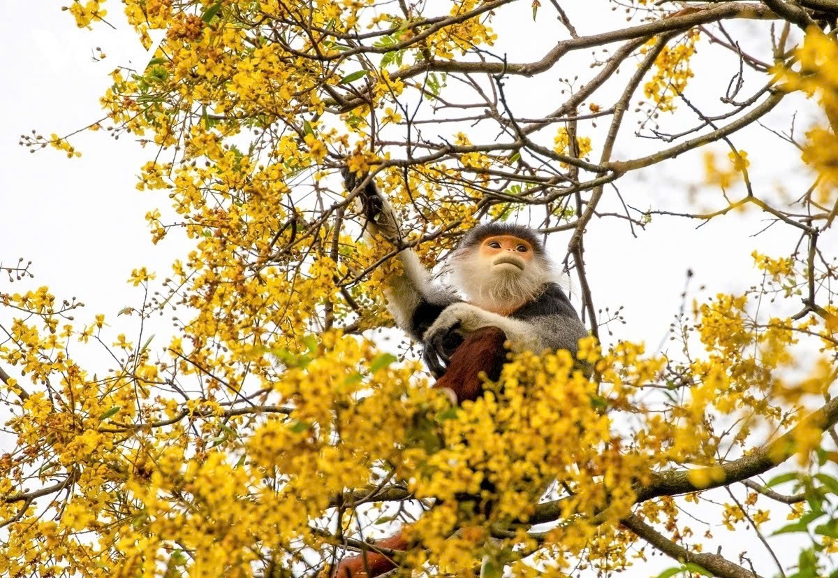 Da Nang seeks continued WWF partnership for biodiversity conservation